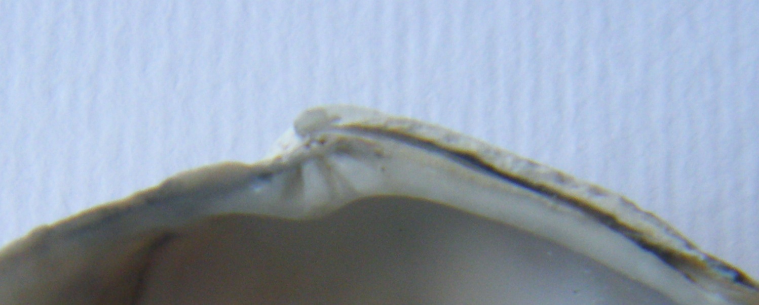 Bivalve 4 = Tapes (Ruditapes) decussatus (Linn, 1758)